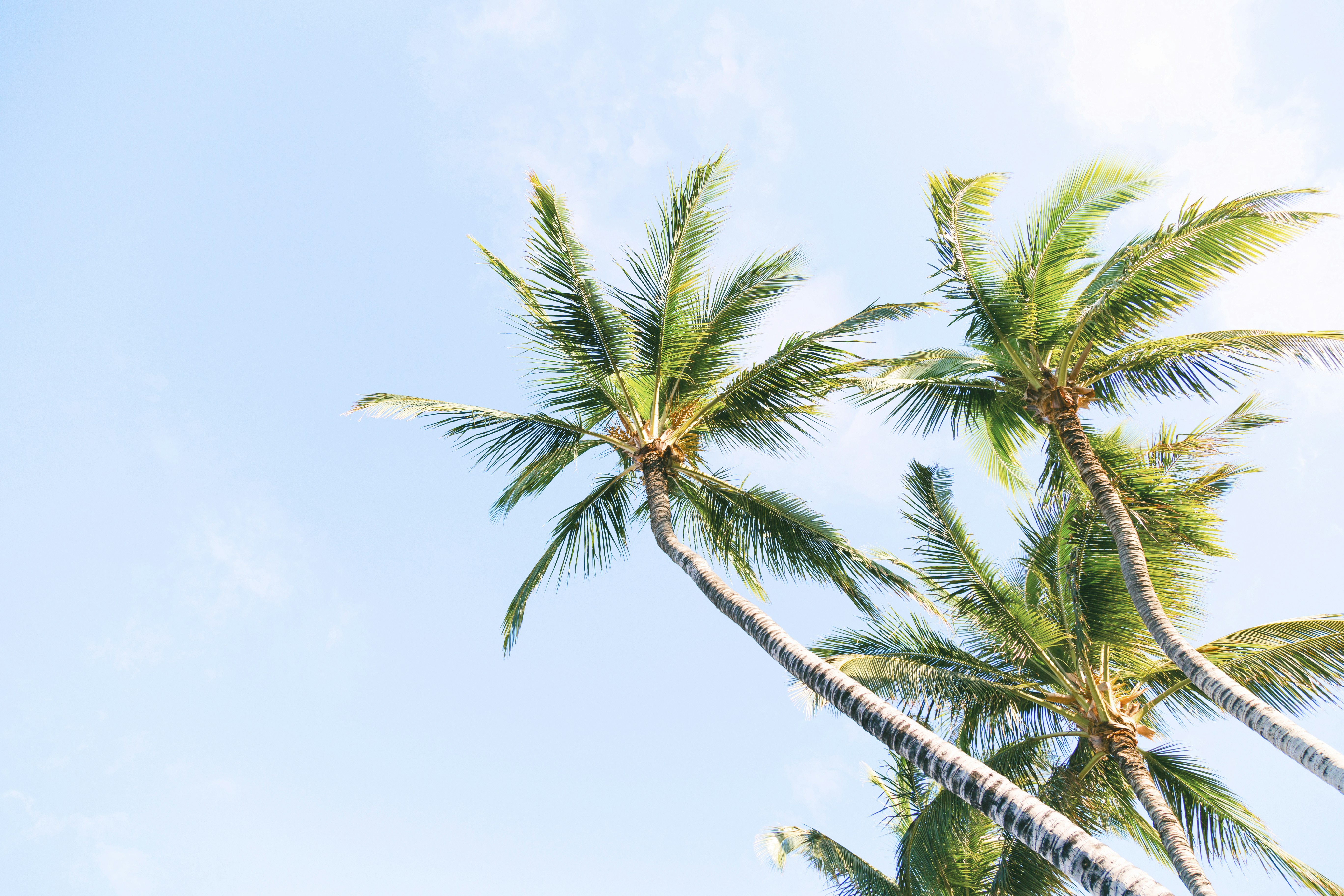 green coconut trees during daytime